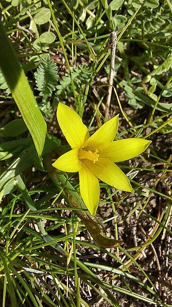 File:Romulea flava 218835158.jpg