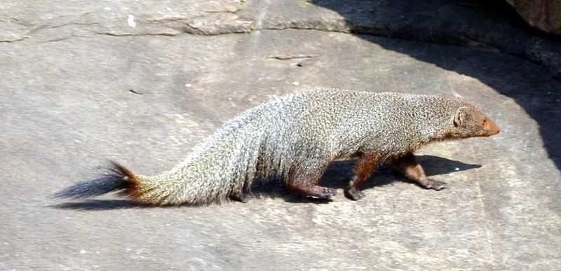 File:RuddyMongoose1.jpg