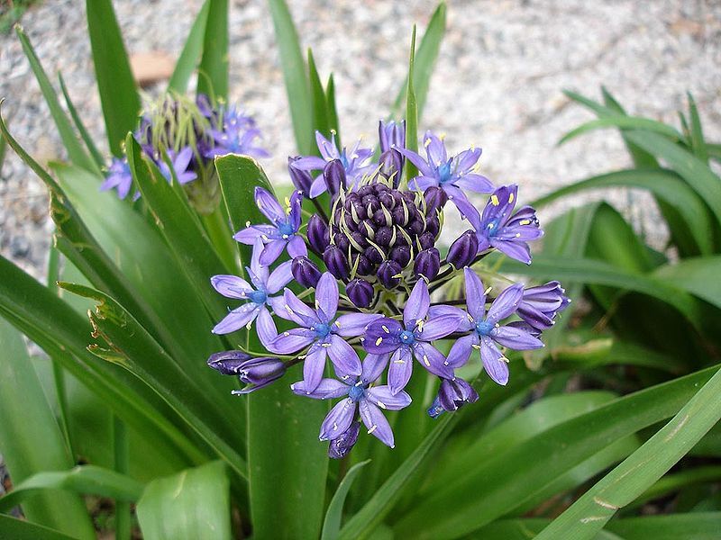 File:Scilla peruviana2.jpg