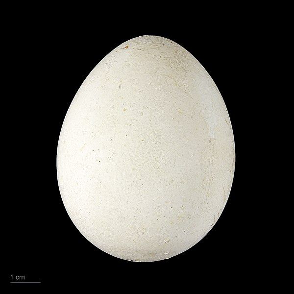 File:Spheniscus humboldti MHNT.ZOO.2010.11.43.14.jpg