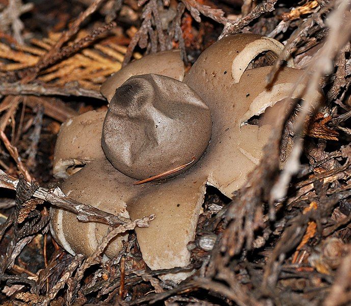 File:Star fungus.JPG