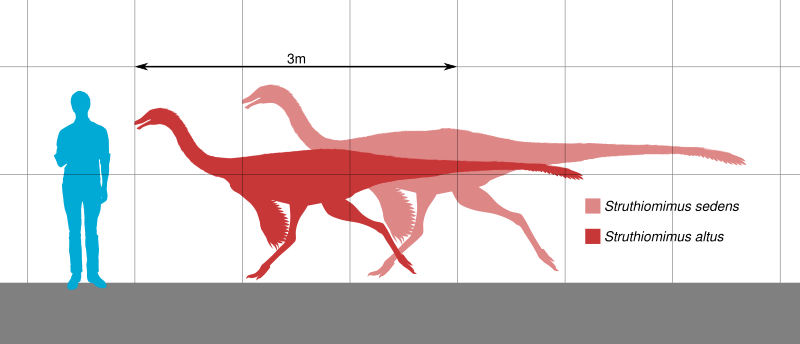 File:Struthiomimus Scale.svg