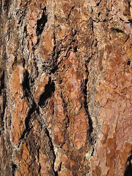 File:Sugar Pine Bark.jpg