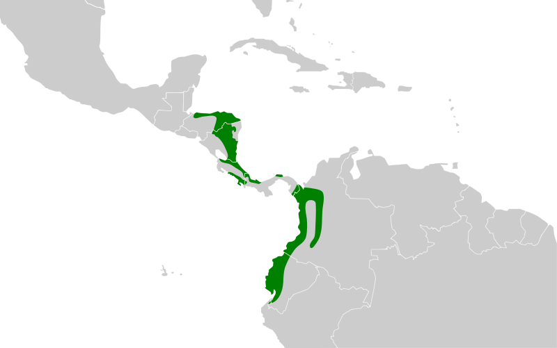 File:Synallaxis brachyura map.svg