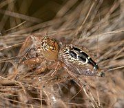 female from Thailand