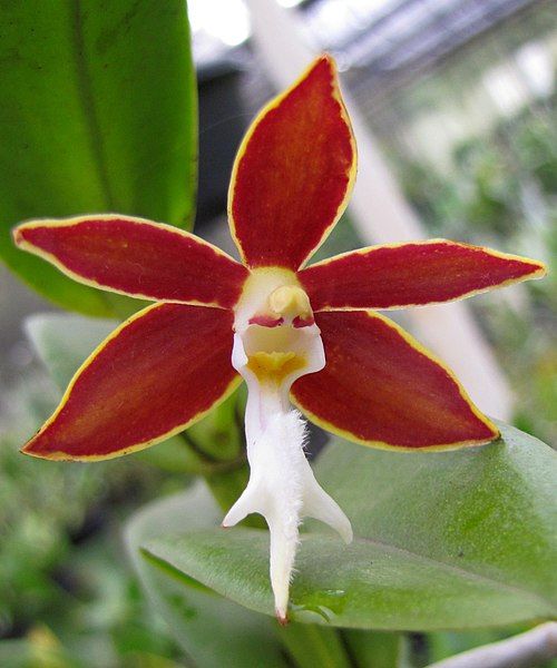 File:Trichoglottis philippinensis105.jpg