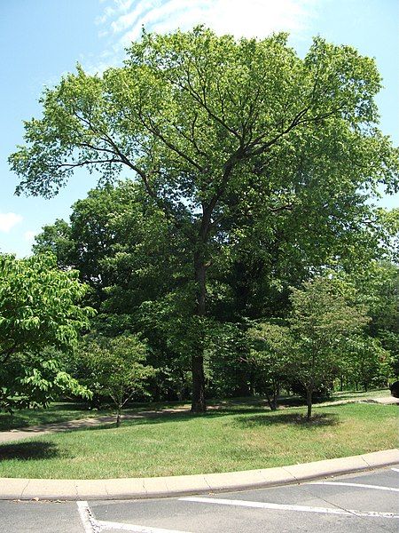 File:Ulmus serotina 20100627.jpg