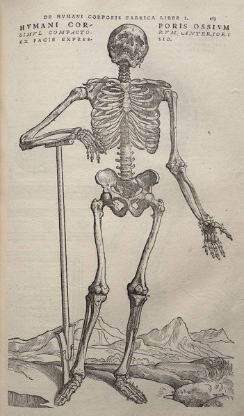 File:Vesalius Fabrica p163.jpg