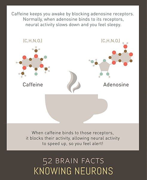 File:10 caffeine knowing-neurons.jpg