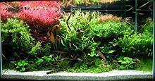 Photo showing a tank filled with water and multiple aquatic plants.