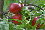 Nectarine ripened fruit bunch