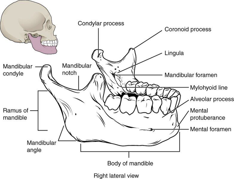 File:726 Mandible.jpg