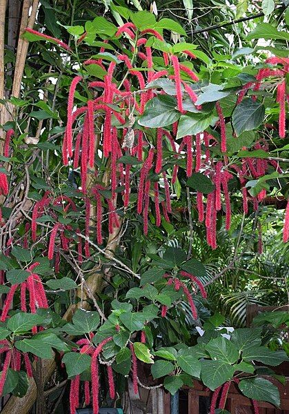 File:Acalypha hispida TLR1.jpg