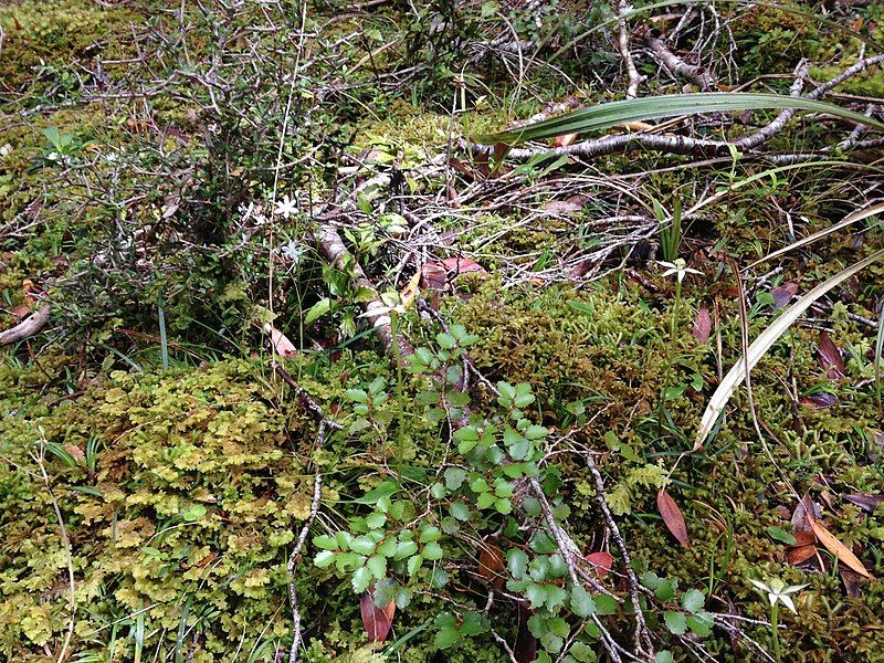 File:Adenochilus gracilis habitat.jpg