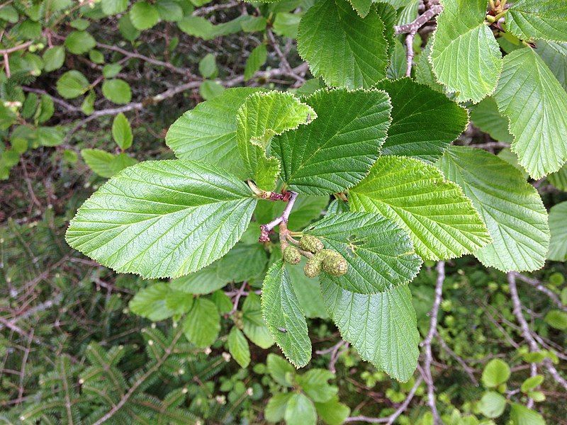 File:Alnus crispa.jpg