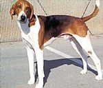 A mostly white dog with black and brown markings faces left with its head turned to the camera.