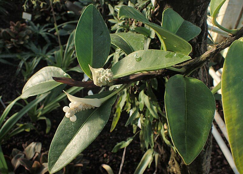 File:Anthurium subsignatum kz01.jpg