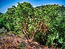 Arbutus andrachne In Israel