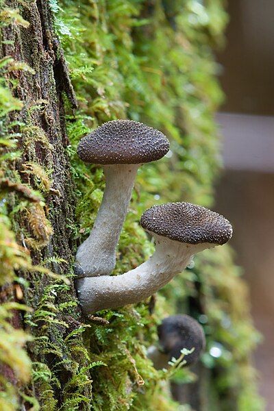 File:Armillaria sp Marriott.jpg