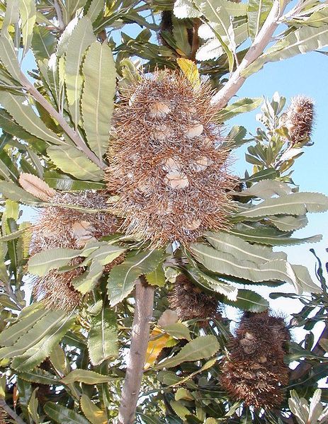 File:Banksia serrata follicles.jpg