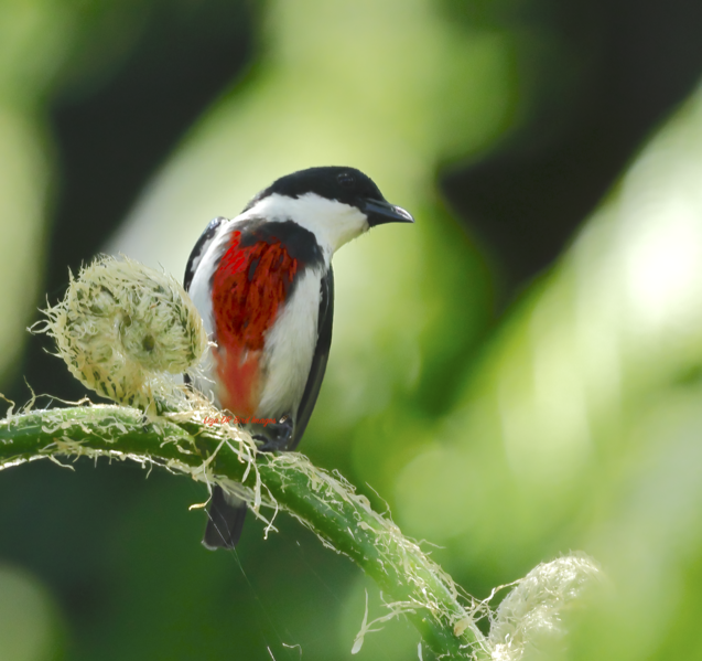 File:Black-belted Flowerpecker.png