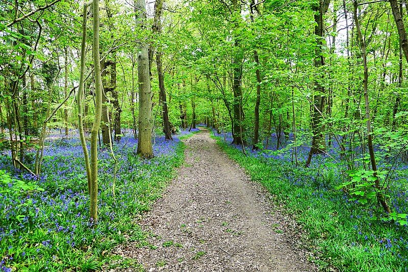 File:Bluebells (34146232732).jpg