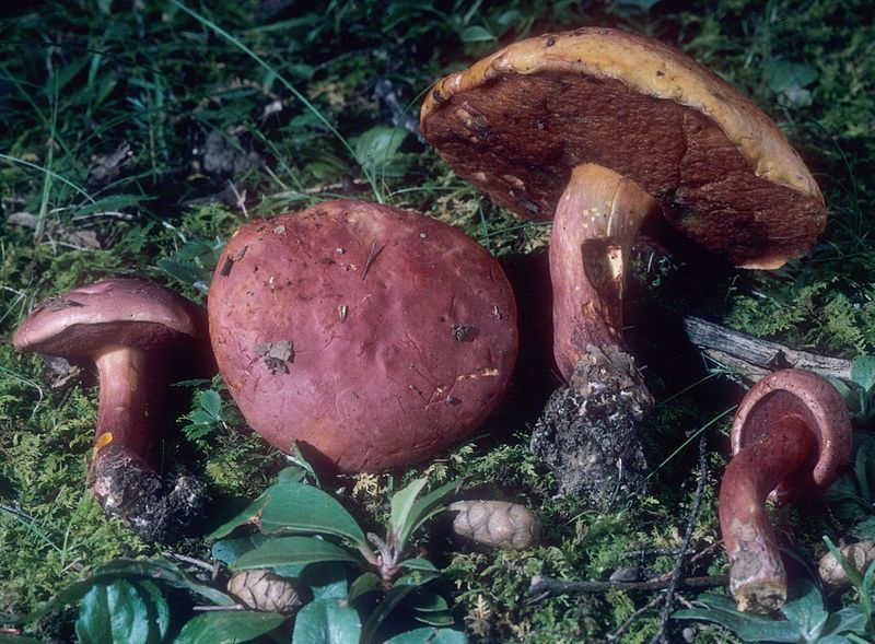 File:Boletus flammans 135083.jpg