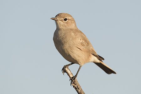 Chat flycatcher, by Yathin sk