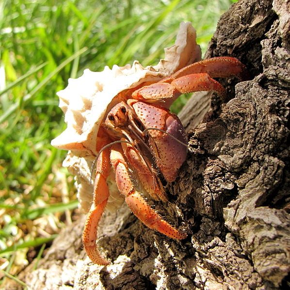 File:Caribbean hermit crab.JPG