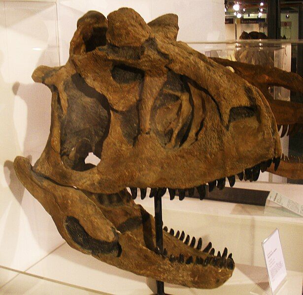 File:Carnotaurus sastrei 22.jpg