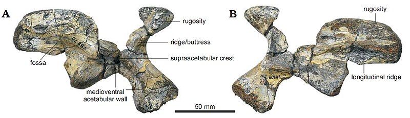 File:Caseosaurus ilium.jpg