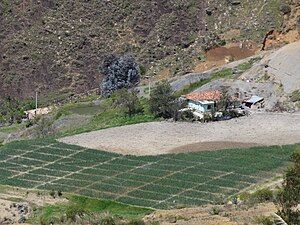 Onion fields