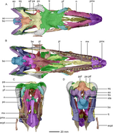 The same skull in top, bottom, front, and rear views