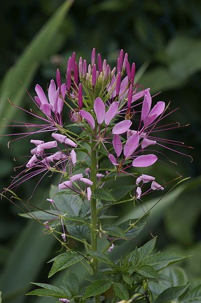 File:Cleome hassleriana.jpg