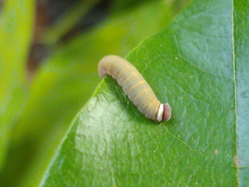 File:Coladenia indrani caterpillar.JPG