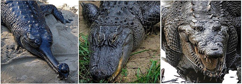 File:Comparison - Crocodilia.jpg