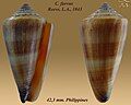 Conus furvus Reeve, L.A., 1843