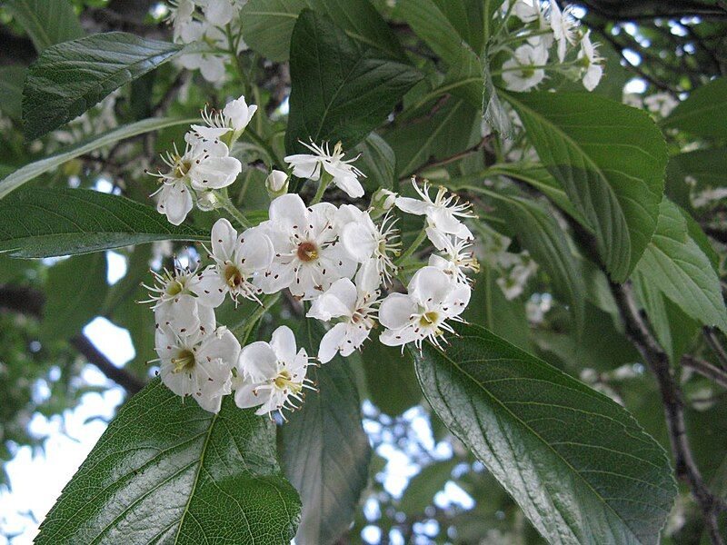 File:Crataegus lavallei flowers.jpg