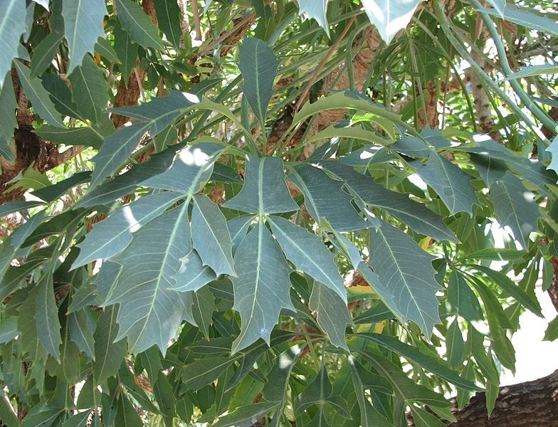 File:Cussonia spicata.jpg