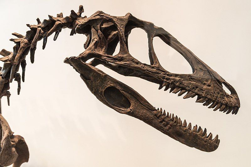 File:Deinonychus skull ROM.jpg