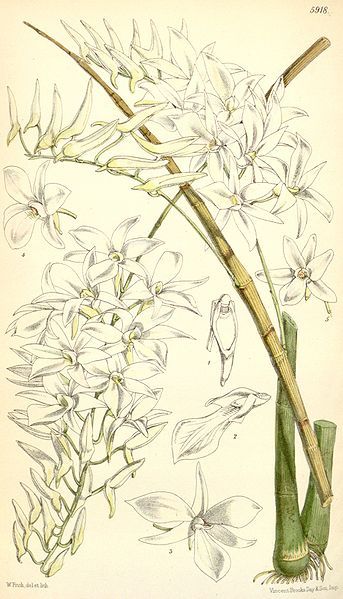 File:Dendrobium barbatulum.jpg