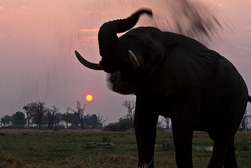 File:Earth-Touch Elephant Botswana.jpg