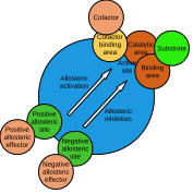 File:Enzyme Model.svg