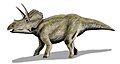 Eotriceratops, North America