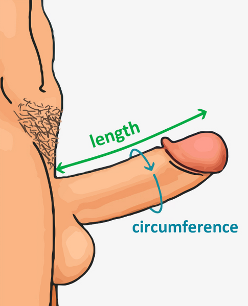 File:Erect penis measurement.png