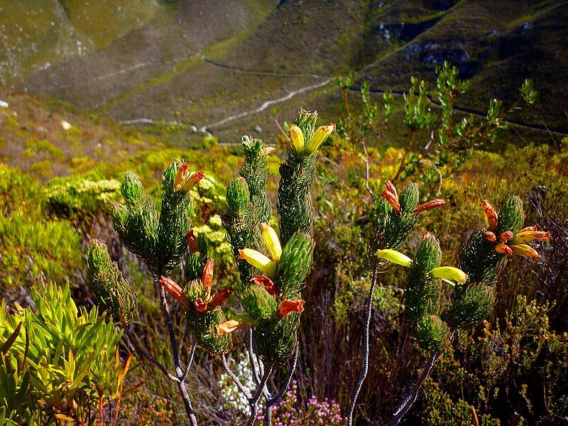 File:Erica viscaria.JPG