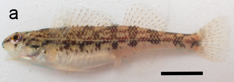 File:Etheostoma faulkneri female.png