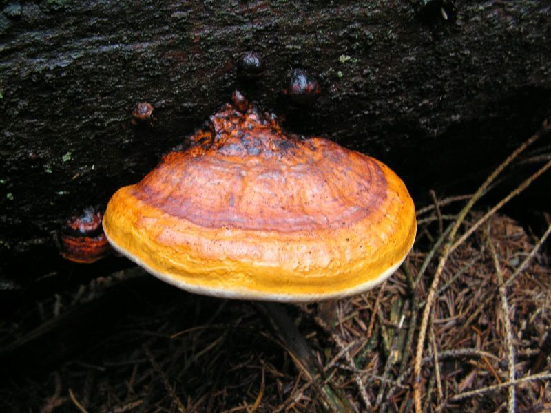 File:Fomitopsis pinicola 3.JPG