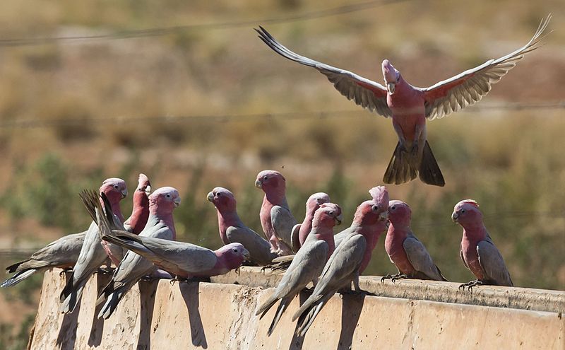 File:Galahs 6 (7857250744).jpg