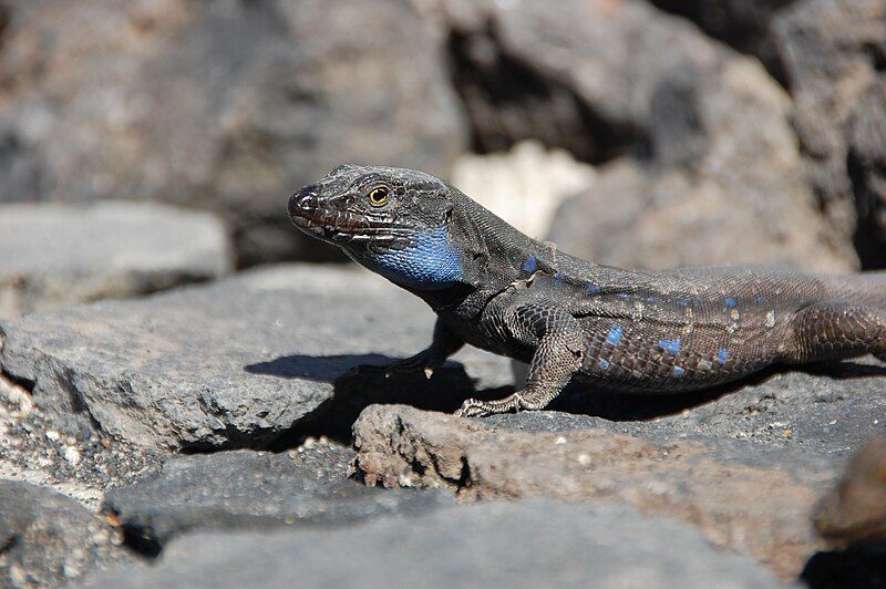 File:Gallotia galloti male.jpg